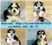 В продаже чёрно-белые и белоснежные щенки хаски 3830617 Сибирский хаски фото в Кандалакша