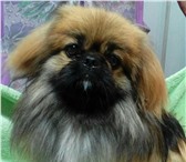 Фотография в Домашние животные Вязка собак Шикарный жених 2 лет,весом 4 кг ищет встреч в Новосибирске 1 500