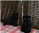 Породистый вислоухий черный котенок 2431209 Скоттиш фолд короткошерстная фото в Санкт-Петербурге