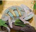 Фото в Домашние животные Другие животные Краснодарский питомник рептилий и экзотических в Самаре 3 000