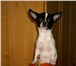 Продаётся подрощенный щенок чихуа, 5, 5мес,  д, р, 3, 10, 10, кобель, окрас редкий-яркий : бело-чёрны 66002  фото в Москве