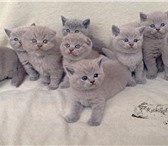 Шотландские котята,   Вислоухие и страйты 2100692 Скоттиш фолд фото в Санкт-Петербурге