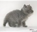 Продаем чистокровного британского котика Наш приемник предлагает маленького британского котика мал 68809  фото в Хабаровске