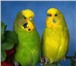 Изображение в Домашние животные Птички Продаю волнистых попугайчиков,всех цветов в Камышине 500