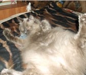 Фотография в Домашние животные Отдам даром отдам в хорошие руки кота, 3 года, ласковый, в Москве 0