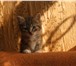 Foto в Домашние животные Отдам даром Добрые котята ,любят по играться ,приученные в Тамбове 0