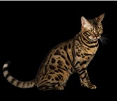 Изображение в Домашние животные Вязка Чистокровный бенгальский котик приглашает в Челябинске 10 000