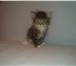 Фотография в  Отдам даром-приму в дар Одам милых и хороших котят от чистоплотной в Череповецке 0