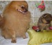 Фото в Домашние животные Вязка собак мальчик ждет свою девочку! в Самаре 6 000