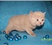 Питомник Каприз Алёны предлагает шотландских котят(страйты), Котик голубого окраса и кошечка лило 69296  фото в Калининграде