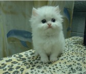 Изображение в Домашние животные Другие животные Продам персидских котят, окрас белый, глазки в Красноярске 3 800
