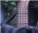 Фотография в Домашние животные Вязка собак ротвейлер ищет невесту. умный и с родословной.город в Магнитогорске 0