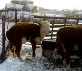 Фотография в Домашние животные Другие животные Реализуем бычков герефордской породы, в кол-ве в Магнитогорске 24 000