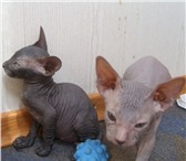 Продаются очаровательные котята петербургского сфинкса-мальчик и девочка (девочка-велюр, мальчик-г 68896  фото в Салавате