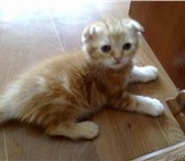 Продам полуторамесячного котенка породы британский вислоухий, Хотите, что бы в Вашем доме появи 69518  фото в Самаре