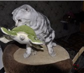 Foto в Домашние животные Вязка Шотландский вислоухий котик приглашает дам в Туле 3 000