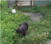 Foto в Домашние животные Отдам даром Отдадим в хорошие руки сторожевого щенка. в Челябинске 0