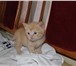 Фото в Домашние животные Отдам даром Два пушистых котенка, обе девочки, ищут хозяев. в Череповецке 0