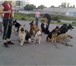 Фото в Домашние животные Услуги для животных дрессировка собак коррекция поведения Так в Белгороде 10