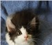 Фотография в Домашние животные Отдам даром Отдается замечательный котенок-мальчик, 2 в Санкт-Петербурге 1