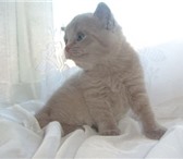 Продаются Шотландские котята лилового окраса, от титулованных родителей, Котята с оформленной родос 69454  фото в Мытищах