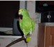 Фото в Домашние животные Птички Продам Желтоголовый амазонский попугай+клетка в Екатеринбурге 50 000