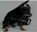 Предлагаем крошечных щеночков самой маленькой породы в мире собак – Русский Той-терьер,  Наши уника 67436  фото в Москве