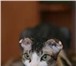 Фото в Домашние животные Вязка предлагаются к вязкам два шикарных перспективных в Нефтекамске 2 000