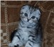 Шотландские вислоухие и прямоухие котята,  Окрас: черный мрамор на серебре, черный мрамор на золоте 69461  фото в Москве