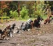 Фото в Домашние животные Услуги для животных Мы занимаемся воспитанием щенков, дрессировкой в Москве 2 000