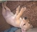 Фотография в Домашние животные Вязка собак ищем подружку для метиса тоя вес 10.600 возраст в Красноярске 300
