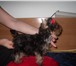 Йоркширский терьер порода маленькой собаки отличными черты которой являются не прихотливость и 65894  фото в Михайловка