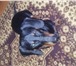 Фото в Домашние животные Вязка собак Средний кобель таксы. Ищем девочку для вязки. в Санкт-Петербурге 5 000