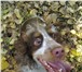 Фотография в Домашние животные Вязка собак Очаровательная девочка английский кокер-спаниель в Красноярске 0