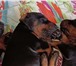 Фото в Прочее,  разное Разное Продаются щенки добермана с документами, в Пензе 50 000