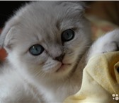 Foto в Домашние животные Вязка Шотландский вислоухий кот с родословной приглашает в Тамбове 2 000
