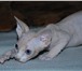 Котенок породы канадский сфинкс, кот, окрас красный биколор спотти (редкий окрас), Приучен к туал 69237  фото в Чебоксарах