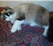 Фото в Домашние животные Вязка Красавица киска ждёт котика похожего окраса в Челябинске 0