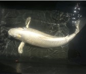 Фото в Домашние животные Рыбки продам карпов кои 30-55 см в Липецке 0