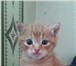 Отдам милого котёнка в хорошие руки 2942142 Другая порода фото в Улан-Удэ