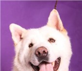 Изображение в Домашние животные Вязка собак Кобель (белый), возраст 2 года, развязан, в Москве 30 000