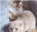Foto в Домашние животные Вязка Молодой котик, породы Шотландский скоттишь- в Екатеринбурге 900