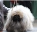 Изображение в Домашние животные Вязка собак Породистые кобели пекинеса (белый и серо-палевый) в Хабаровске 0