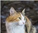 Фотография в Домашние животные Отдам даром Пушистая трехцветная кошка Лючия срочно ищет в Санкт-Петербурге 0