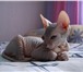 Фотография в Домашние животные Вязка Голо-рожденная кошечка породы "донской сфинкс" в Магнитогорске 0