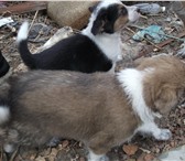 Фотография в Домашние животные Отдам даром Очаровательные щенки в кол-ве 5 шт. есть в Улан-Удэ 0