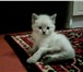 Foto в Домашние животные Приму в дар отдам в добрую,ответственную семью котят,пока в Сургуте 3