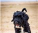 Foto в Домашние животные Разное Португальская водяная собака - смелая, крепкая, в Москве 0