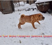 Щенки Шар пея из питомника 3725833 Шар-пей фото в Перми