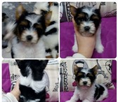 Готовятся к продаже щенки бивер-йорки 2681534 Йоркширский терьер фото в Екатеринбурге